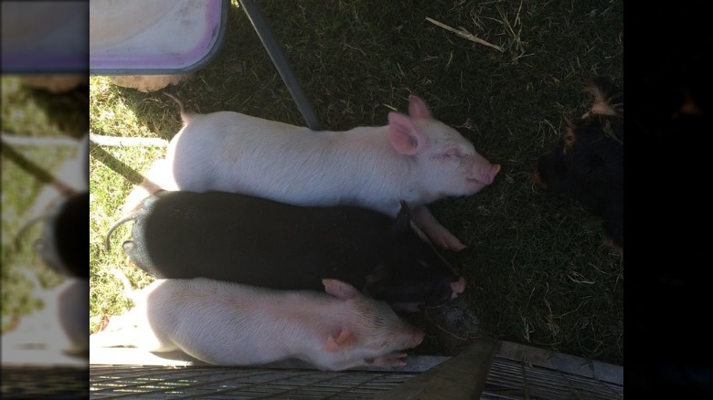Three piglets sleeping in a row