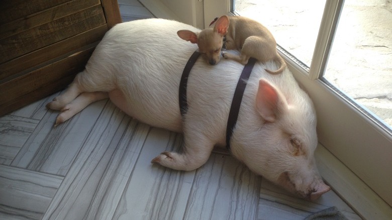 Small dog sleeping on top of a sleeping pig