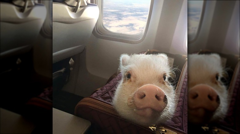 Pig in a bag on a seat in an airplane