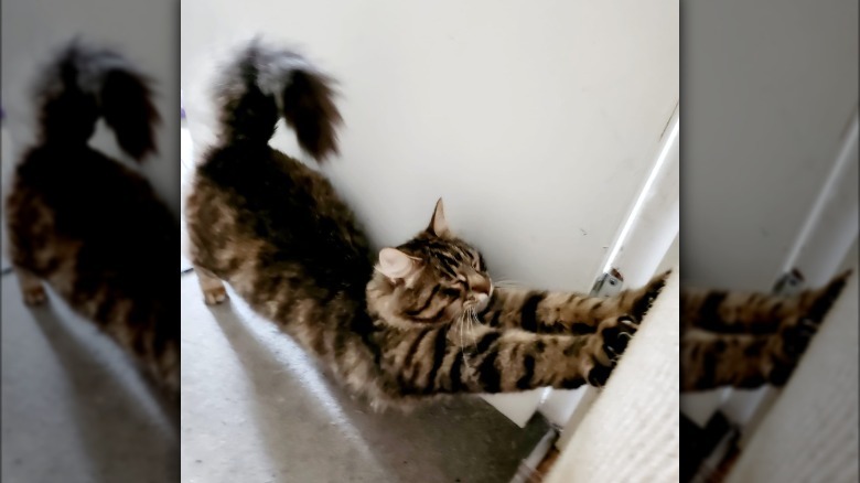 A cat closes their eyes and does a big stretch.