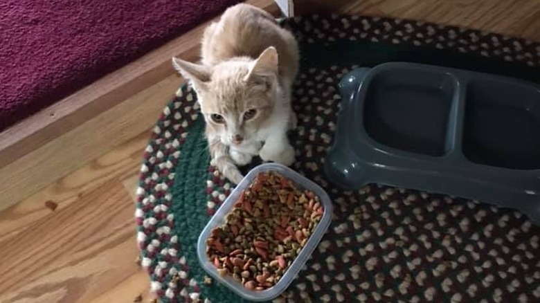 A house cat shares food with a local stray cat.