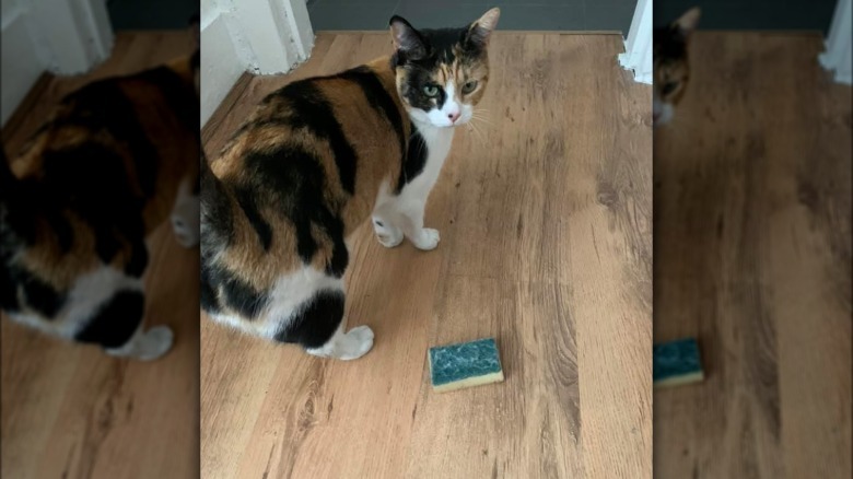 A stranger's cat drags a sponge into a person's house.