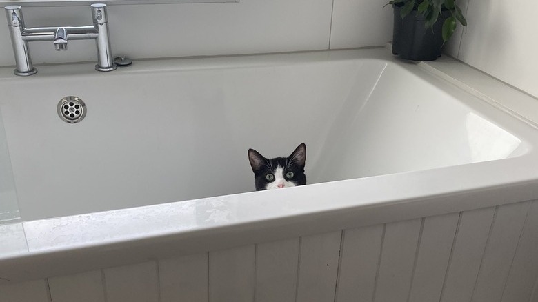 A woman finds a strange cat in her bathtub.