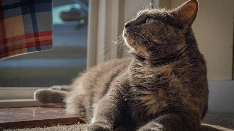 cat bathing in the sun