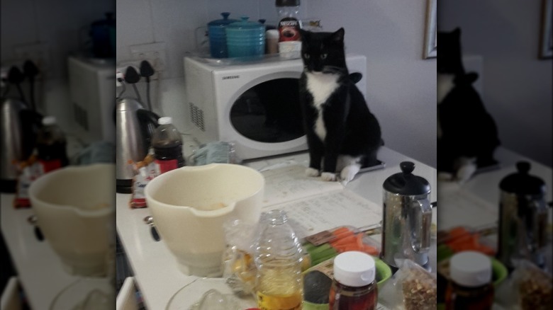 A neighbor's tuxedo cat supervises a woman in a kitchen.