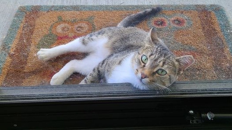 A neighbor's cat sleeps on woman's porch.