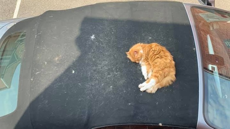 An orange and white cat sleeps on person's car roof.