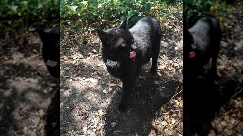 A black cat wearing sign saying: "please don't let me in your house".