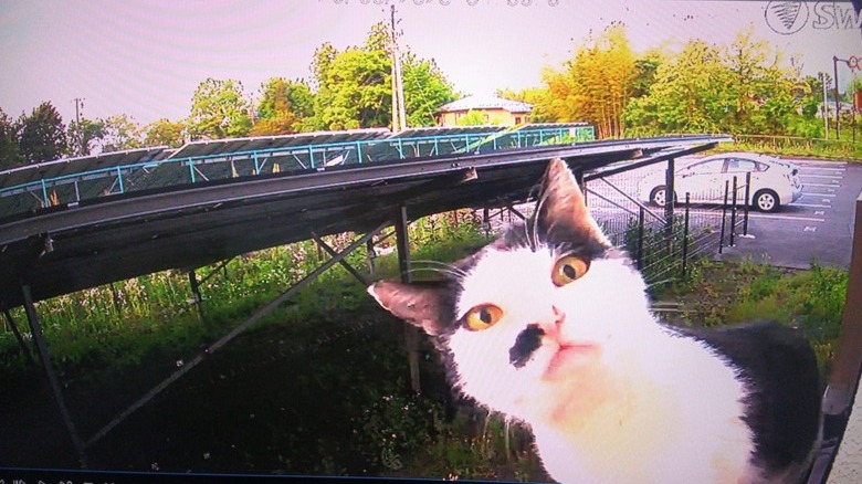 A cat stares at a house security camera.