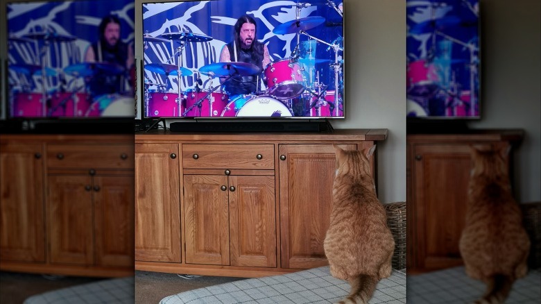 An orange cat watches the Foo Fighters on television.