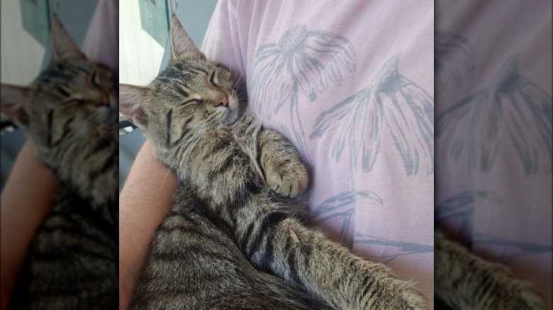 A cat sleeps in a woman's arms.