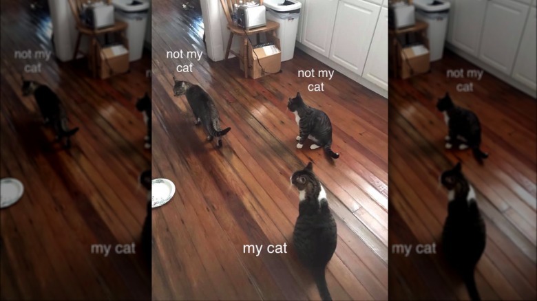 A cat teams up with local cats to form a crew; two are labeled "not my cat" and the other "my cat"