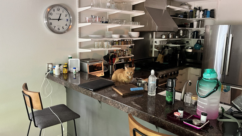 A neighbor's orange cat is sitting on a countertop.