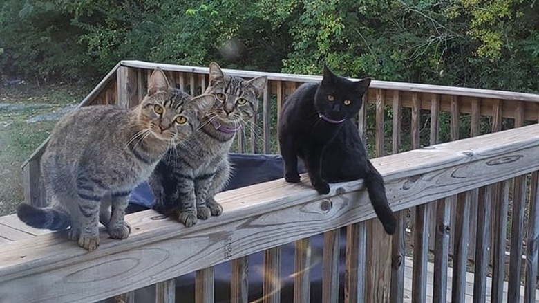 Three cats are sitting on a deck and are staring at a woman washing her dishes.