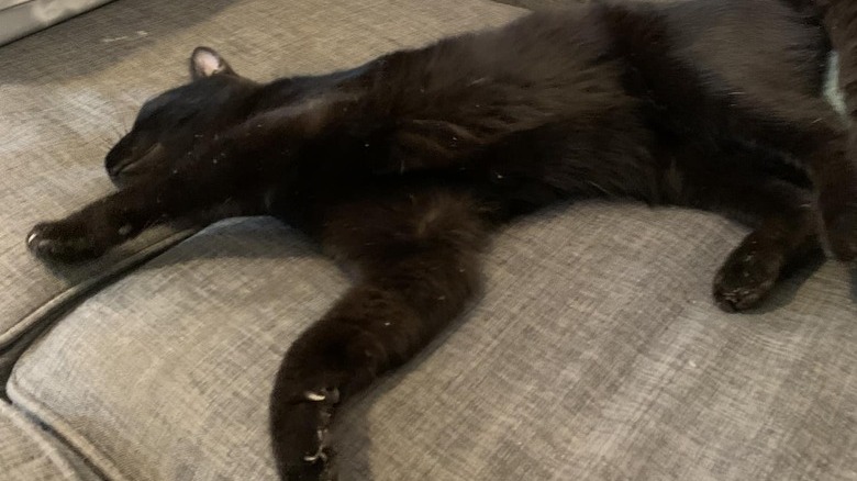 A black cat makes themself at home on a couch.