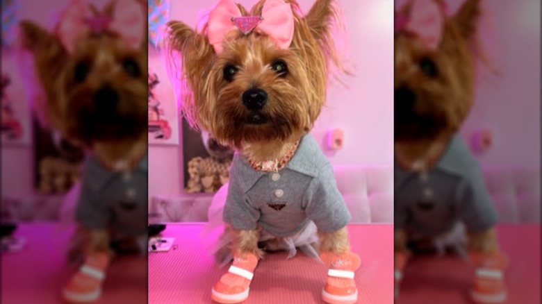 Small dog named Bonnie wearing boots, T-shirt, and bow sitting on table