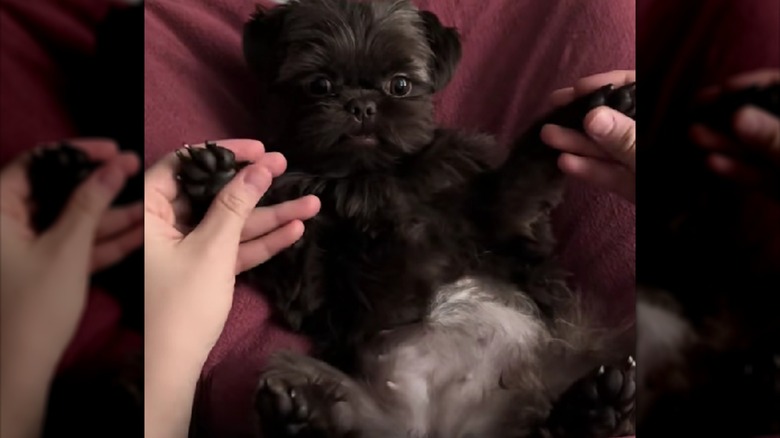 Black shih tzu named Bug lying on back with limbs spread out