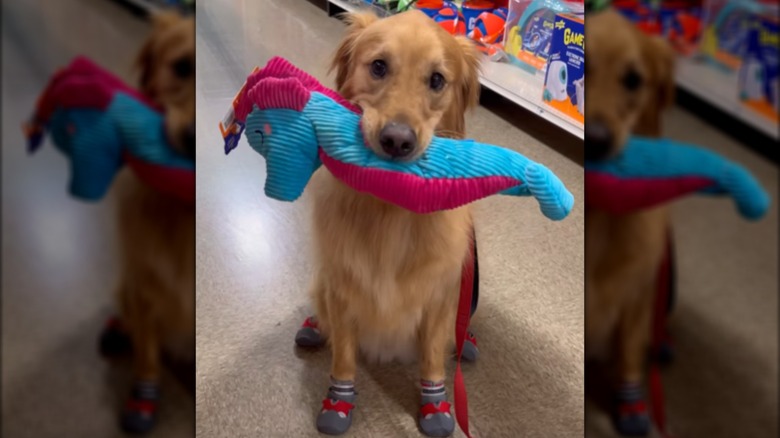 Golden retriever named Teddy sitting in store aisle with toy in mouth