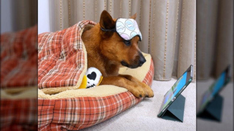 Tan dog named Winnie wearing eye mask lying on cushion, watching tablet