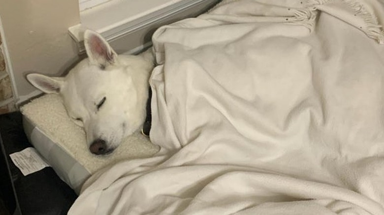 A white dog sleeping on a white bed with a white blanket on top of them.