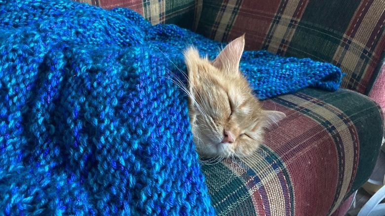 An orange tabby cat sleeps on a plaid couch beneath a blue knitted blanket.