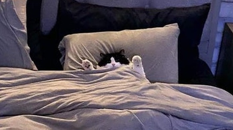 A black and white cat with its paws raised, tucked into a bed with its head on a pillow.