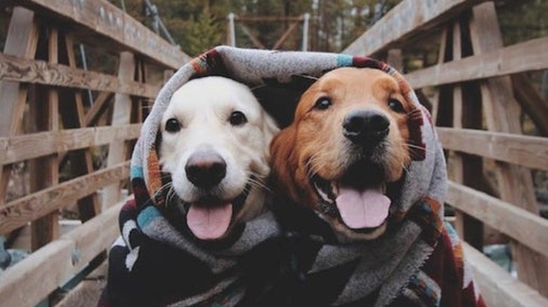 Two happy dogs sitting together beneath a blanket, on a bridge in a forested area.