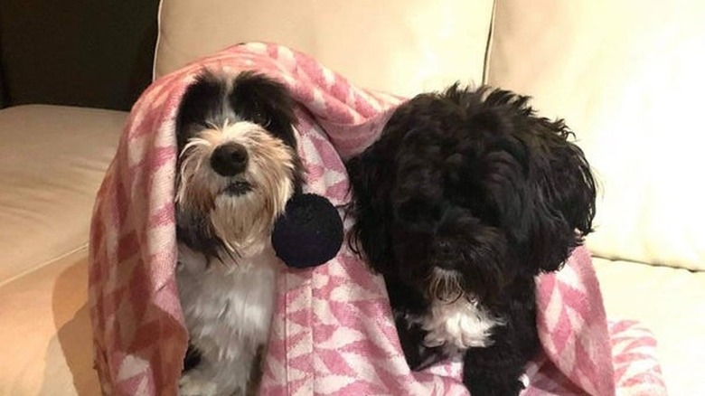 Two dogs sitting side by side on a white couch, both draped in a pink and white blanket.
