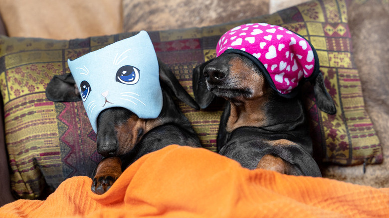 Two dachshunds cuddling under an orange blanket and wearing sleeping masks over their eyes.