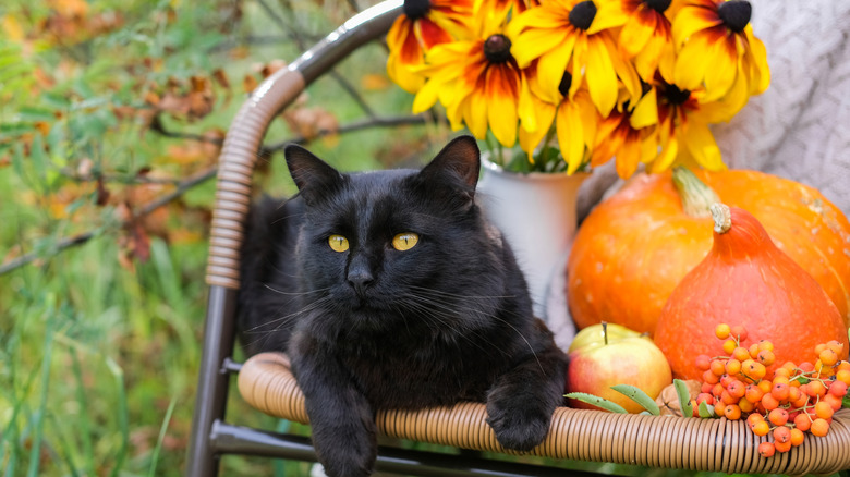 Black cat sitting next to fall decor