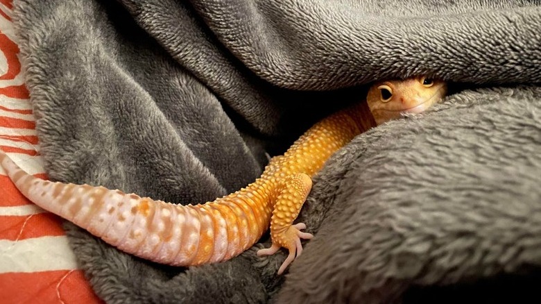 A yellow leopard gecko peeks out of a fuzzy grey blanket.