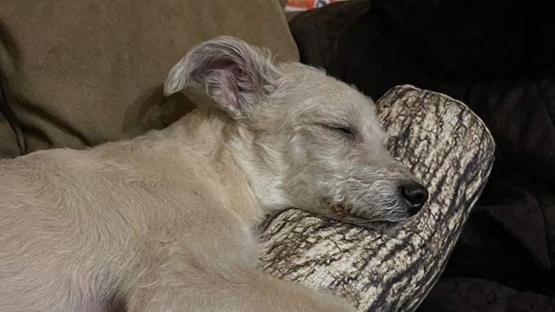 A small dog sleeping on a couch and snuggling a pillow that looks like a log.