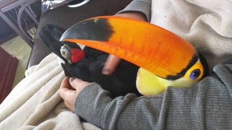 A toucan lying in a person's arms and looking up at them adoringly.