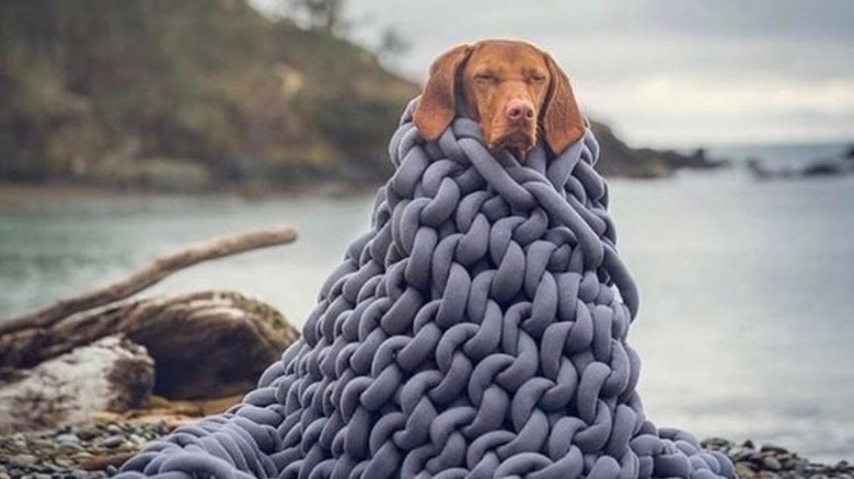 A brown dog wrapped in a chunky knit grey blanket beside a lake.