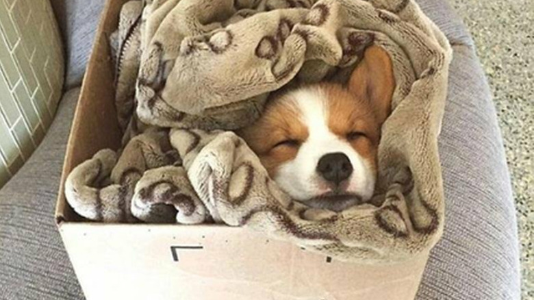 A corgi puppy asleep in a box and bundled up in a brown blanket.
