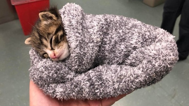 A tiny kitten asleep inside of a fuzzy grey sock.