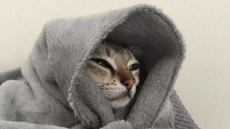 A tabby cat wrapped in a grey towel