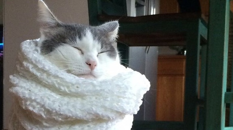 A white and grey cat wearing a white scarf and looking pleased.