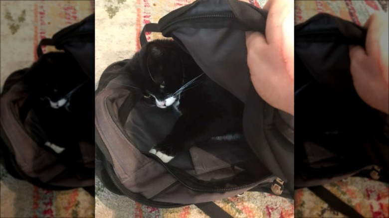 cat sleeps in backpack