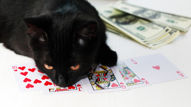 Cat winning money with a game of cards