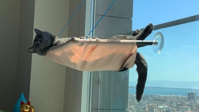 cat sleeps on window bed