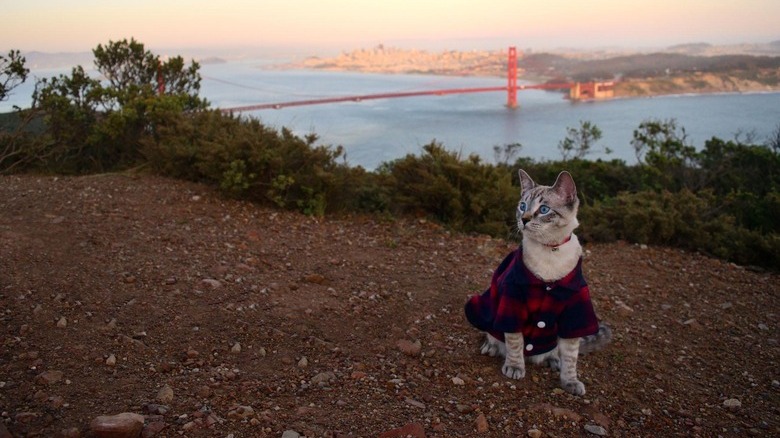 cat poses for picture in front of Golden Gate Bridge