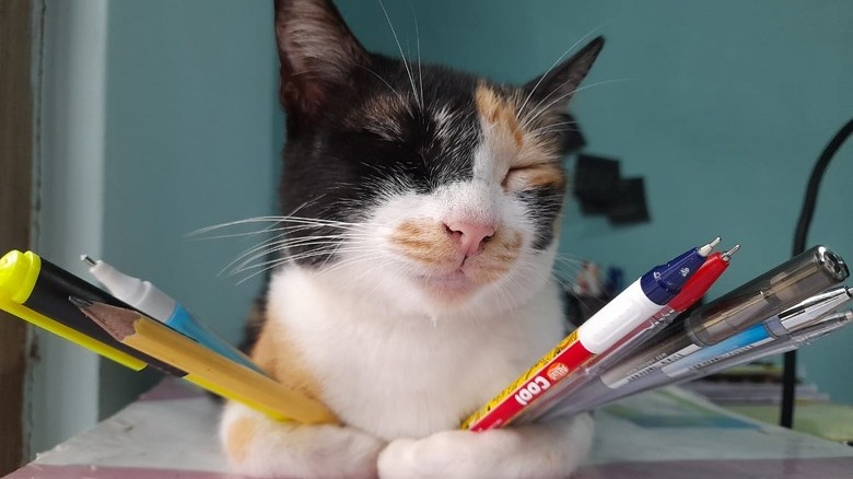 sleeping cat doubles as pen holder