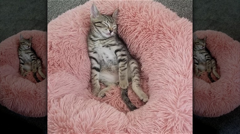 cat sleeps on fuzzy pink pillow