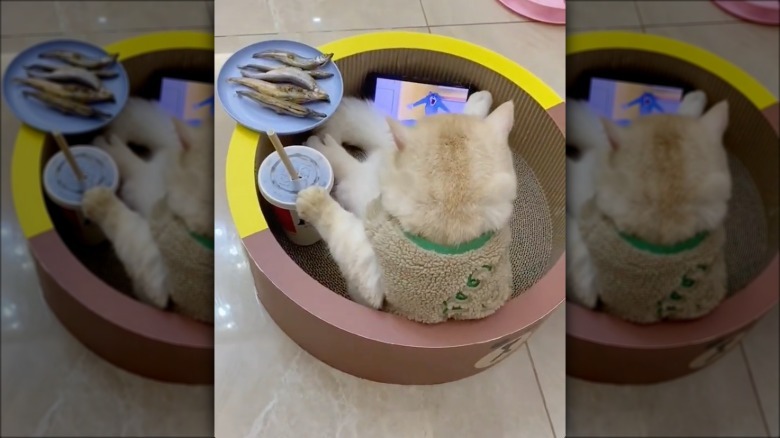 cat watches cartoons