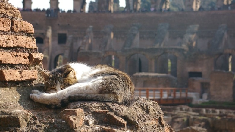 cat sleeps at Roman Coliseum