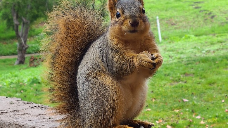 Plump squirrel holding note poses for camera