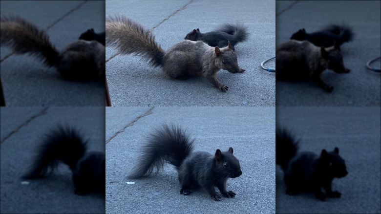 Brown adult squirrel and baby black squirrel stand on roof