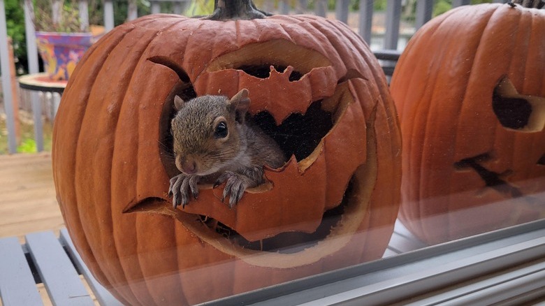 Squirrel inside jack-o'-lantern looks through window