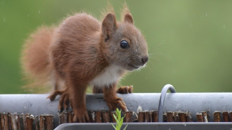 Baby squirrel on fence